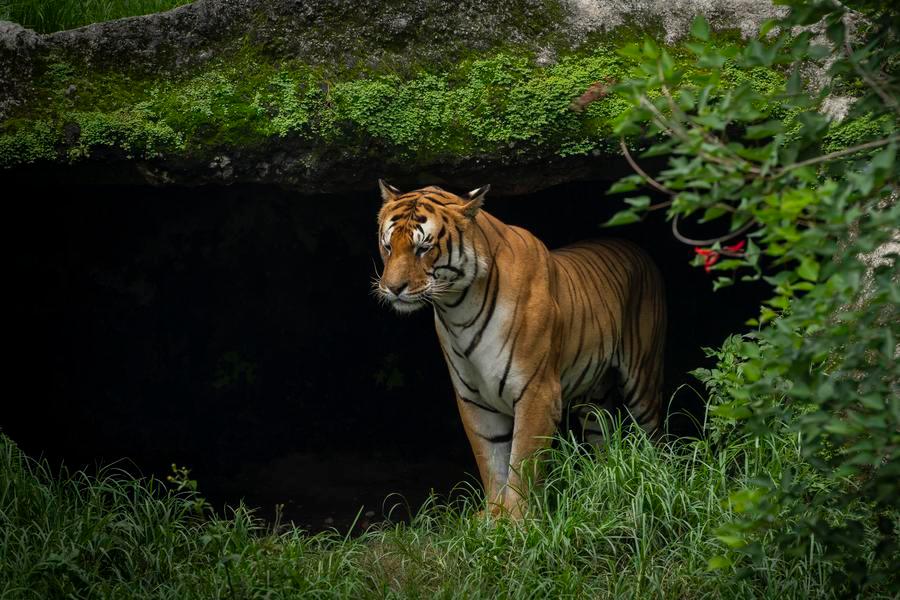 Nepal's tiger population climbs to 429, nearly quadrupling since 2010; growth hailed as a collective conservation achievement