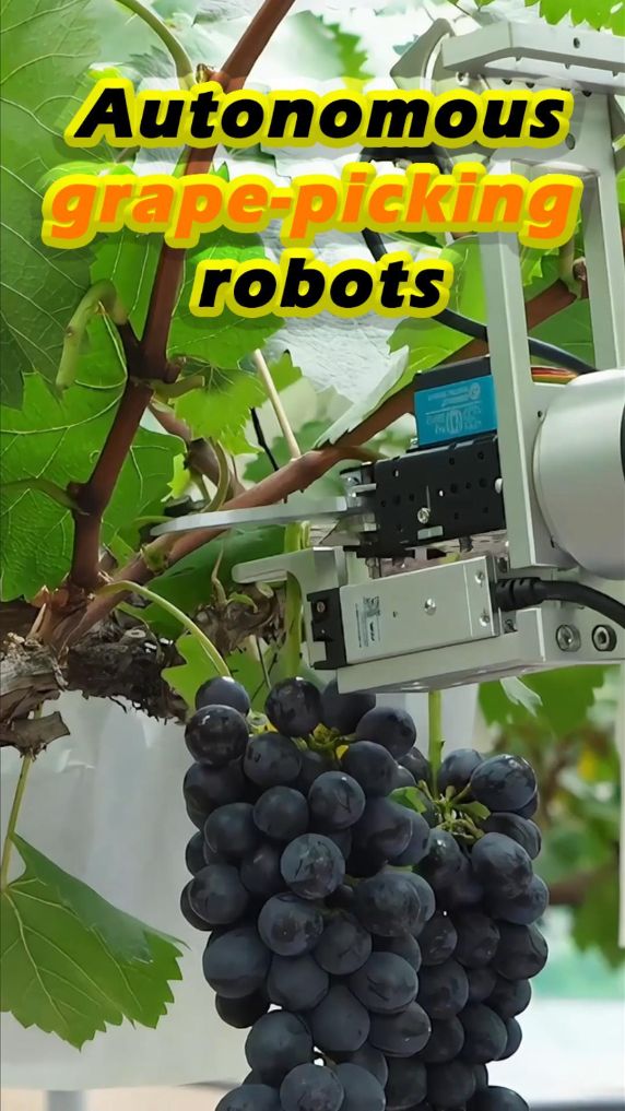AI-powered robots transform traditional grape farming in China