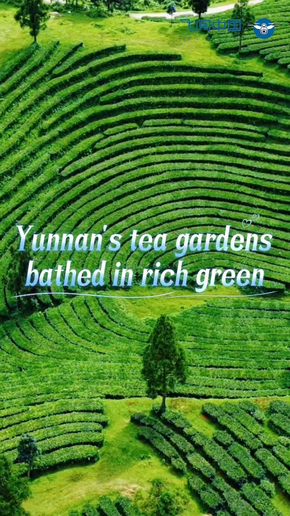 60"FlyOverChina | Yunnan's tea gardens bathed in rich green