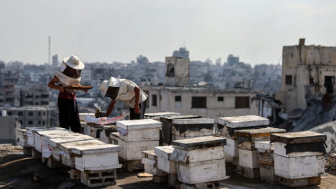 Beekeepers tend to beehives on roof of destroyed building in Gaza City's Tel al-Hawa area
