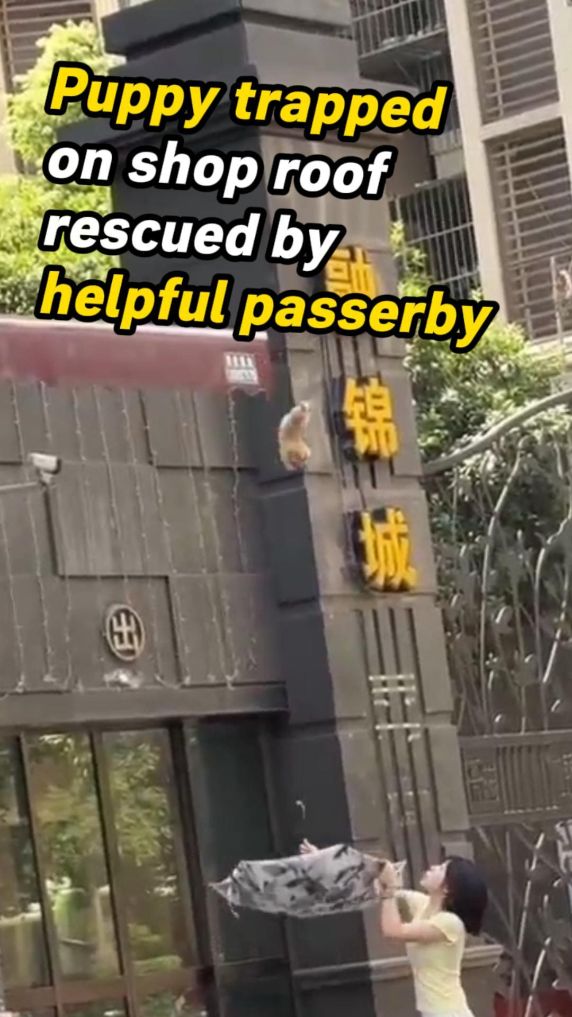 Puppy trapped on shop roof rescued by helpful passerby