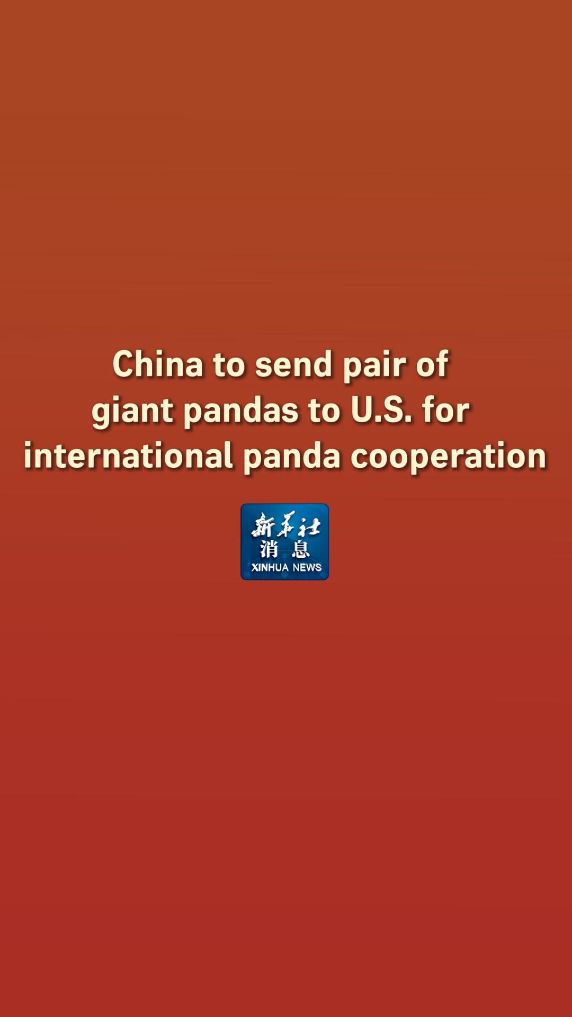 Xinhua News | China to send pair of giant pandas to U.S. for international panda cooperation 