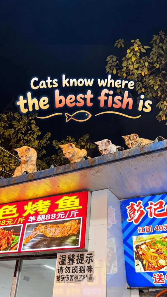 Foodie cats eyes on grilled fish