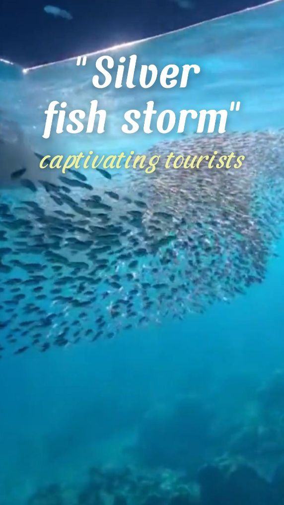 "Silver fish storm" draws tourists to China's Sanya