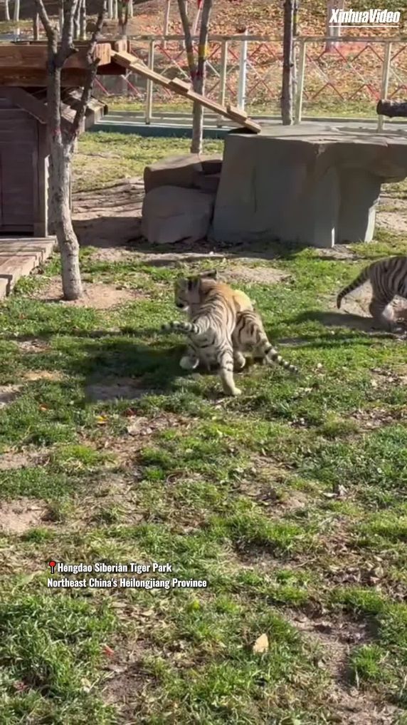 Tiger kindergarten: a roaring start for tiny tiger cubs