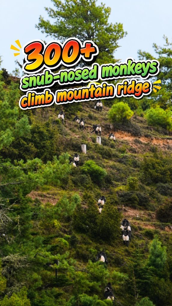 Over 300 snub-nosed monkeys climb mountain ridge
