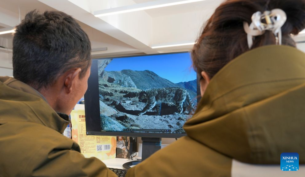 Snow leopard conservation efforts in SW China's Xizang-Xinhua