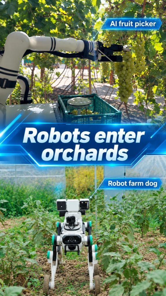 Meet China's AI fruit picker and robot farm dog