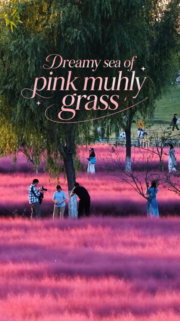 Pink muhly grass in full bloom in China's Jiangsu