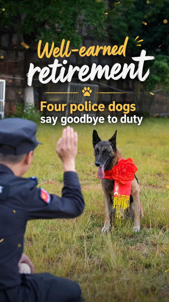 Heartwarming retirement ceremony honors police dogs in China's Yunnan