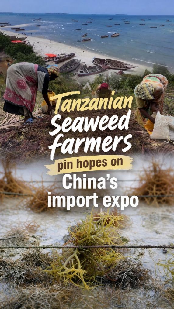 Tanzanian seaweed farmers pin hopes on China's import expo