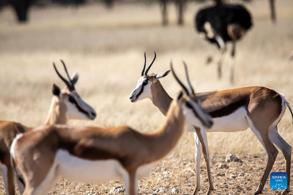 Wild animals seen at Kgalagadi Transfrontier Park in South Africa-Xinhua