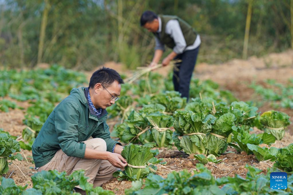 Young Chinese boost rural development-Xinhua