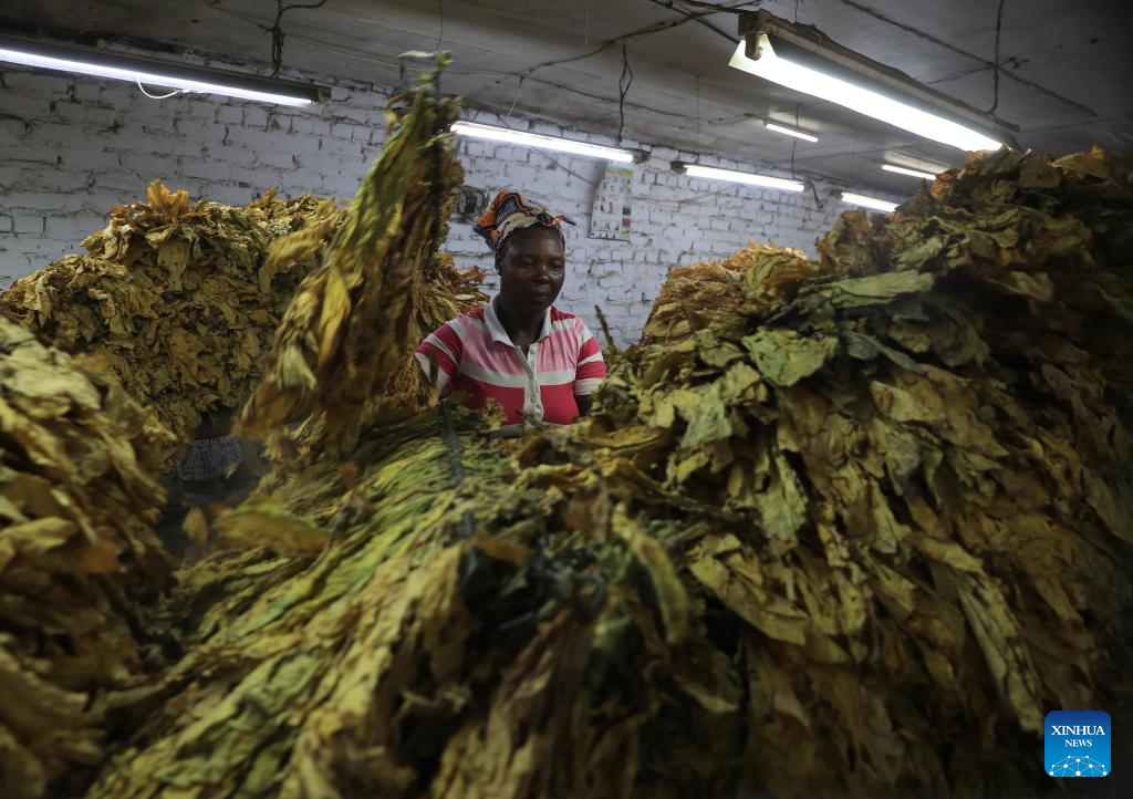 Zimbabwe Gears Up For 2024 Tobacco Marketing Season Xinhua   0580267efb9d498299fc9577f237b738 