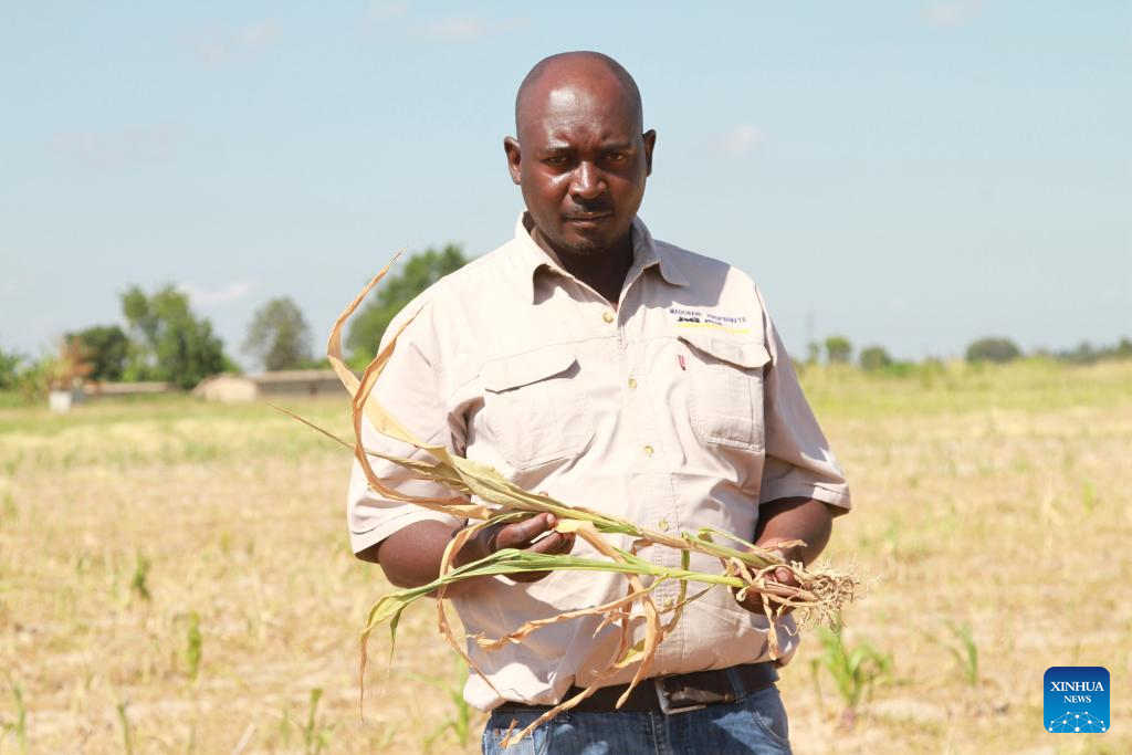 Feature Crops wither in Zimbabwe as dry spell bites Xinhua