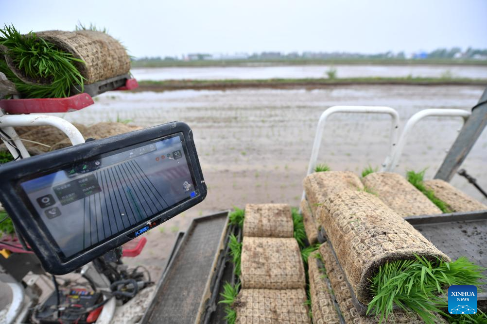 Green rice planting and smart farming propel agricultural development ...
