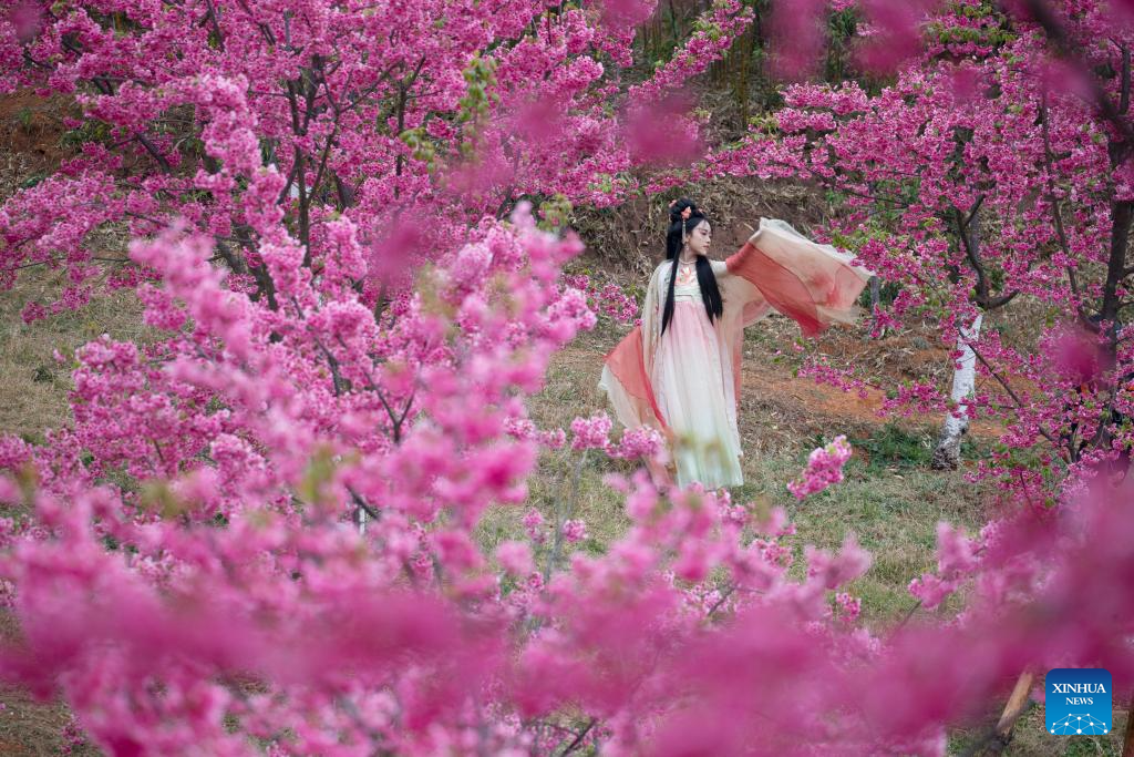 Chinese Spring Feature Spring scenery across China-Xinhua