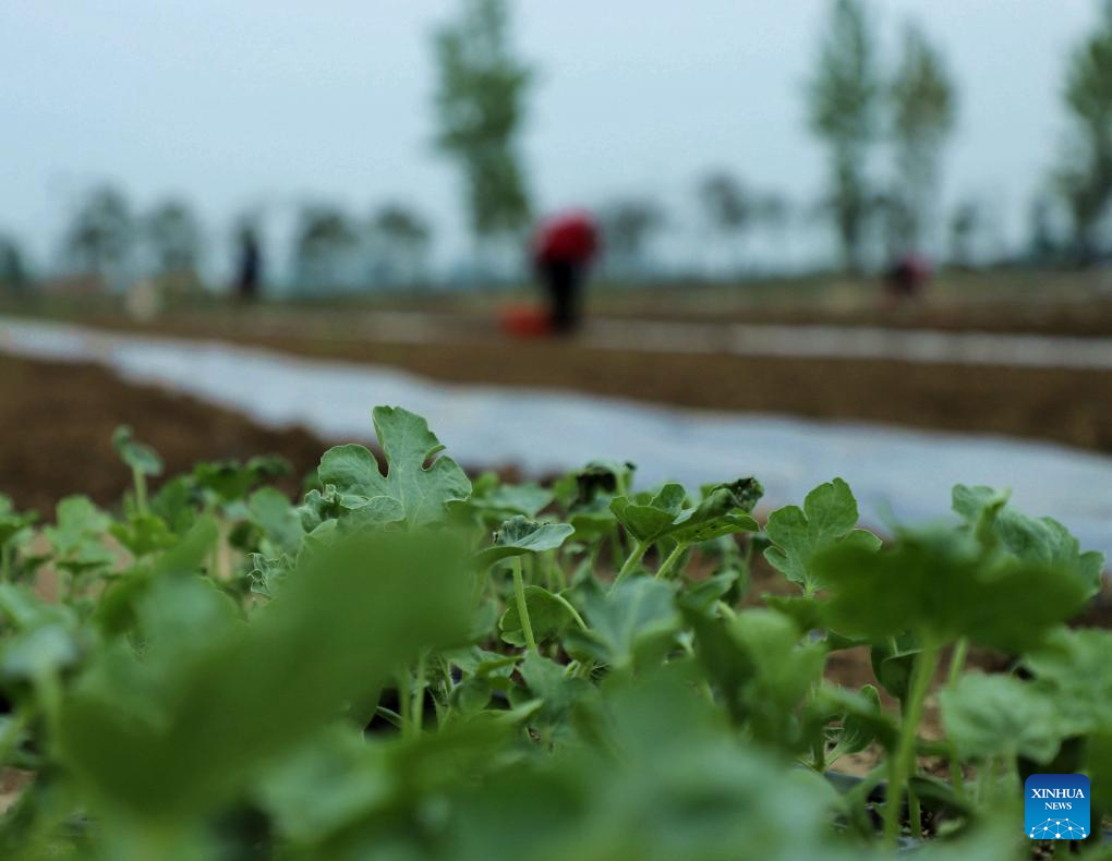 Farming Before Spring Spring farming in full swing across China-Xinhua