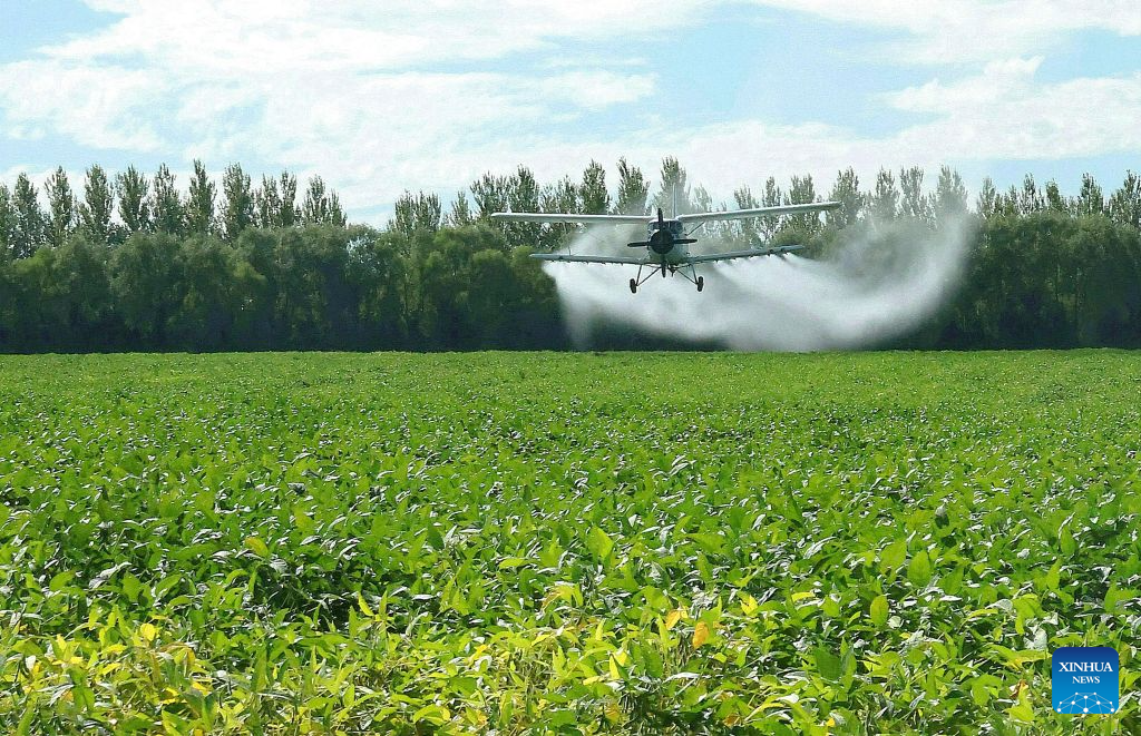 Aircraft, drones help ensure autumn grain harvest in China's ...