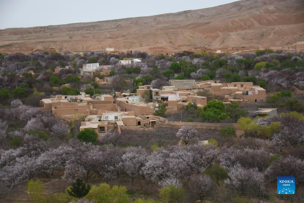 View of almond trees in bloom in AfghanistanXinhua