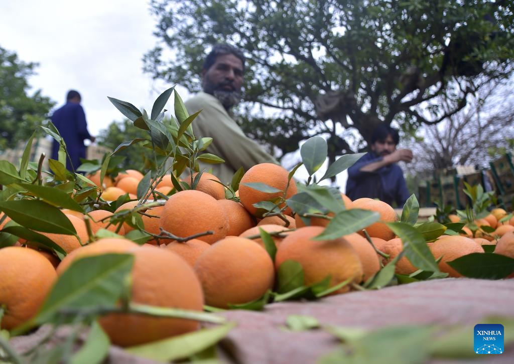 Oranges harvested at orchard of PakistanXinhua