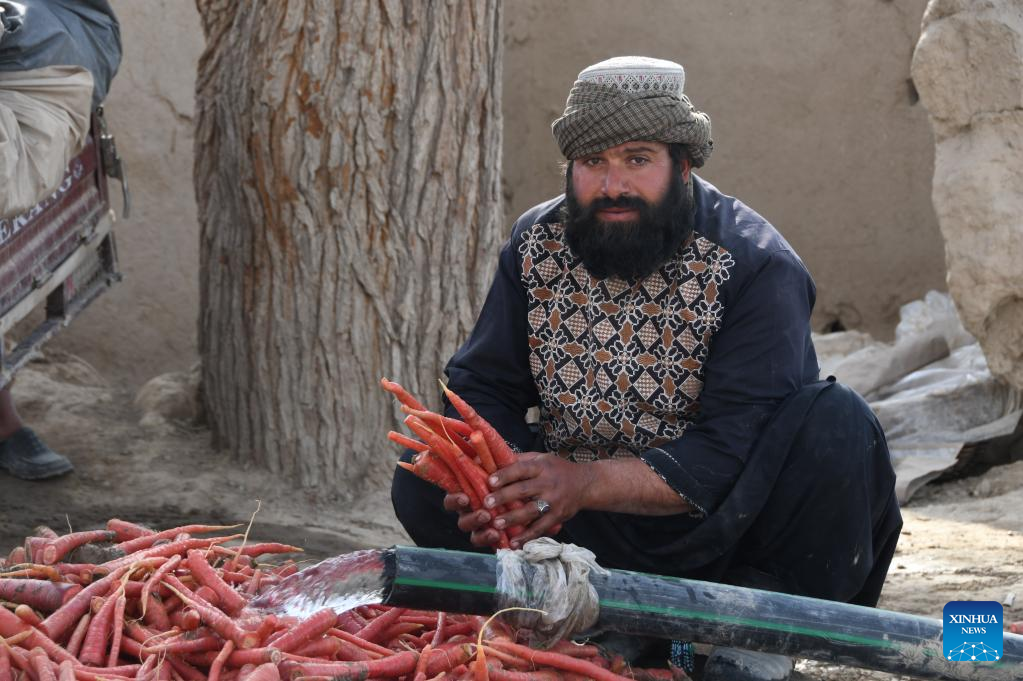 Farmers Harvest Carrots In Kandahar Province Afghanistan Xinhua