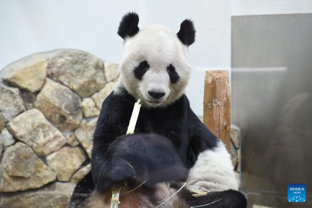 Japanese wave goodbye to three more pandas returning to China-Xinhua