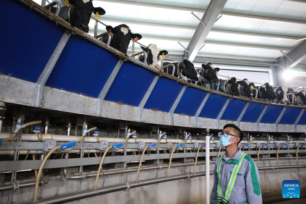 AI-powered devices boost efficiency of dairy farm in Wuwei, NW China-Xinhua