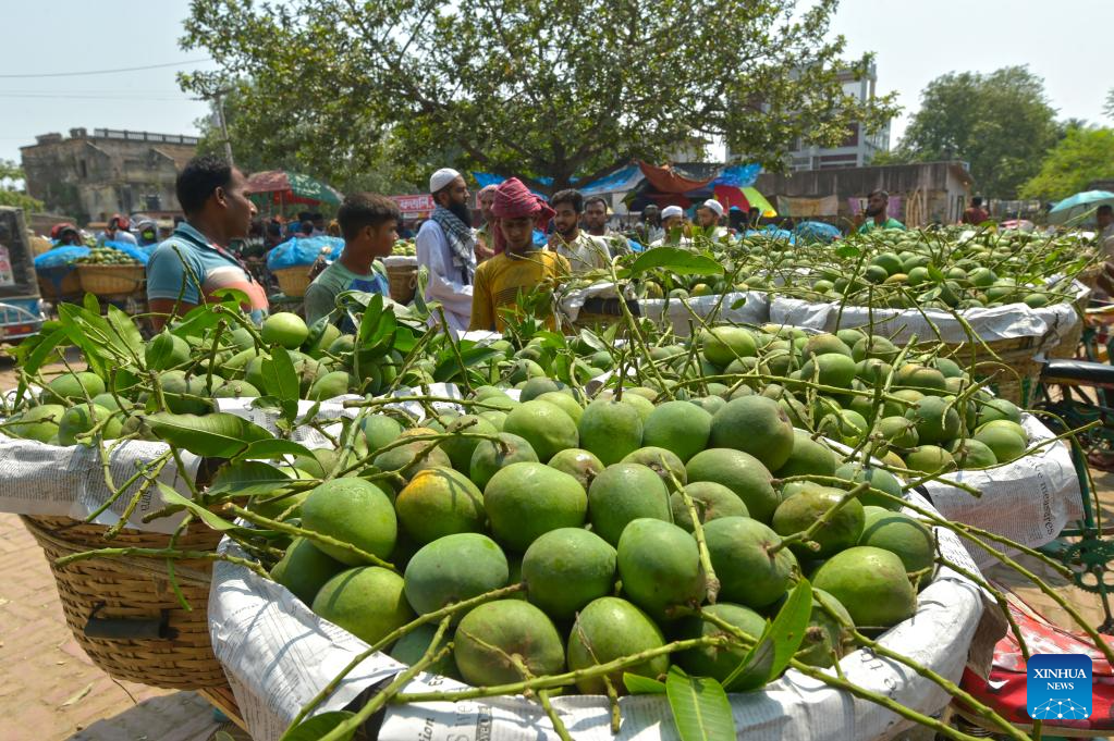 Mangoes harvested in Chapainawabganj, BangladeshXinhua