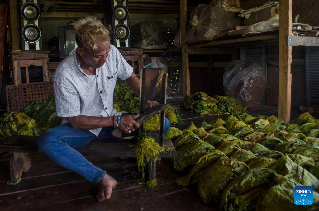how to shred tobacco leaves Villagers produce shredded dry tobacco in Banyuresmi village,  Indonesia-Xinhua
