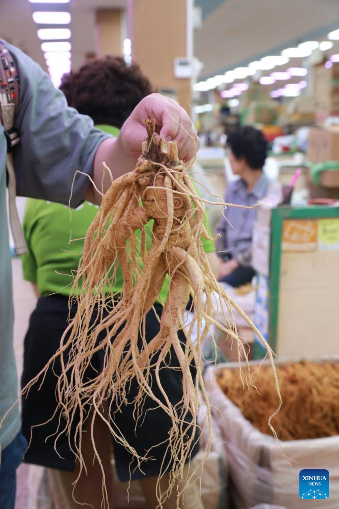 In pics Korean ginseng in Geumsan, South Korea Xinhua