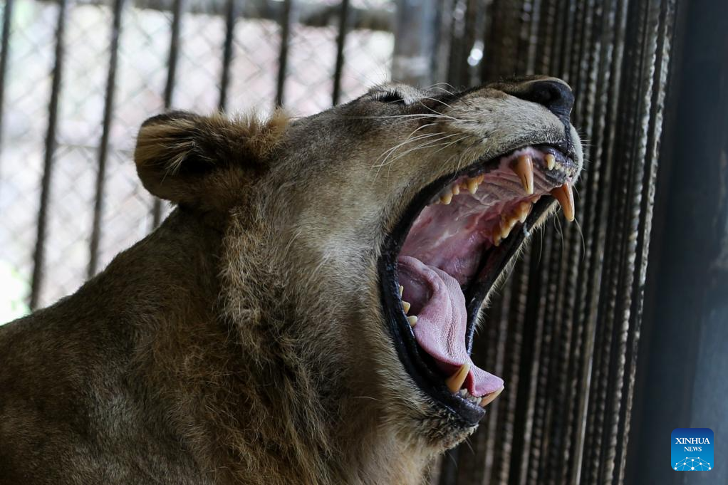 In pics: wildlife at Safari Park in Nay Pyi Taw, Myanmar-Xinhua