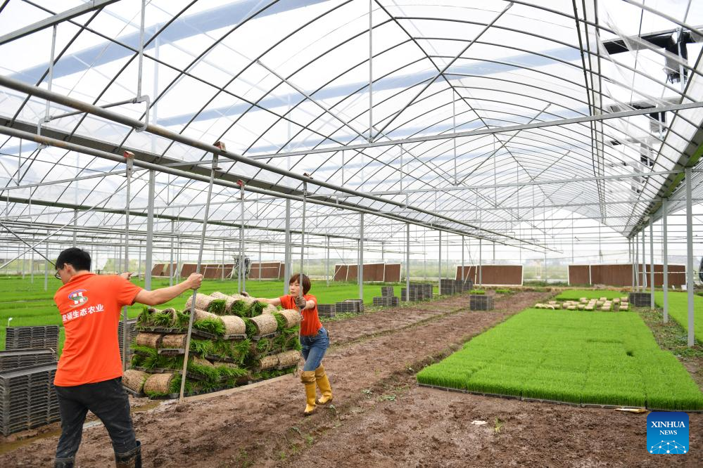 Green rice planting and smart farming propel agricultural development ...