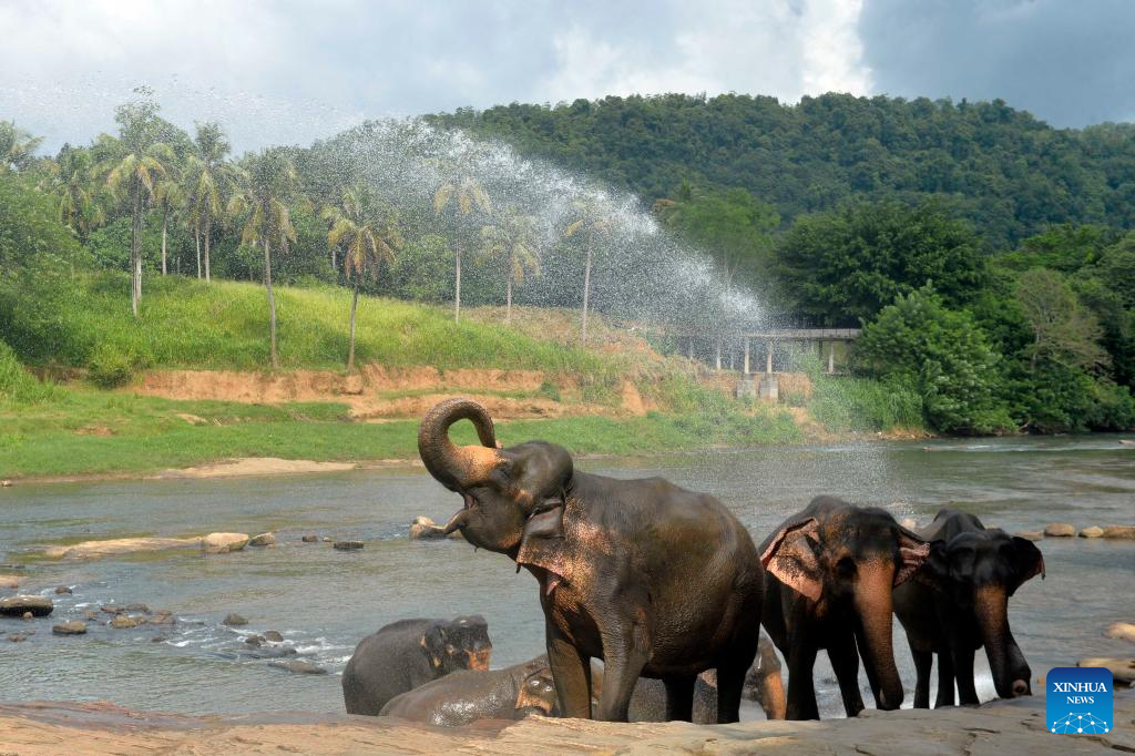 World Elephant Day celebrated in Sri Lanka – Xinhua