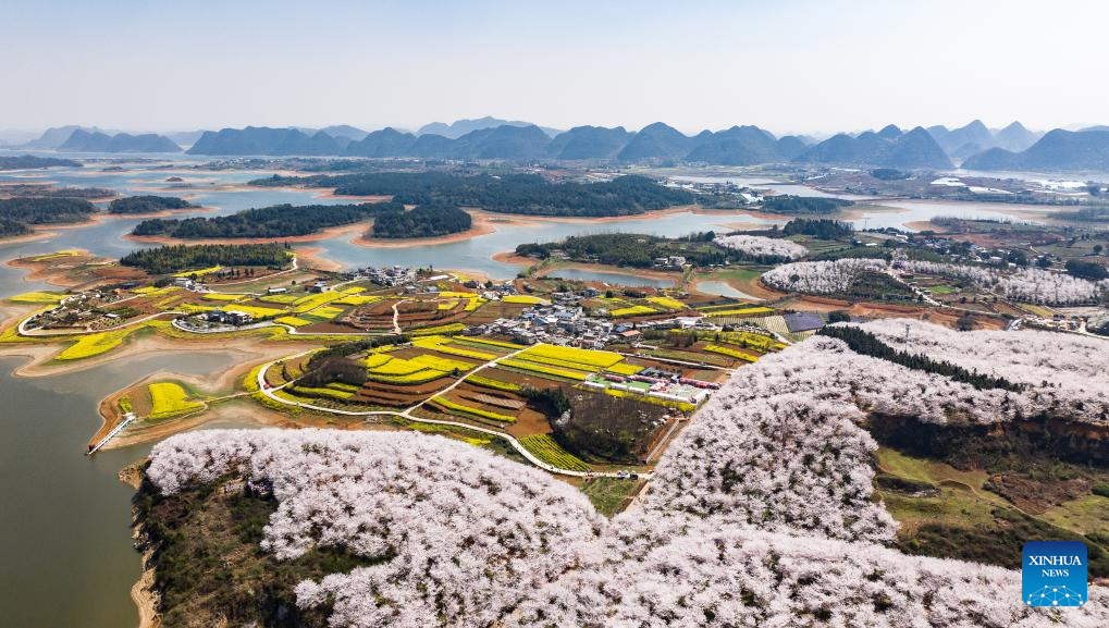 View of cherry blossoms in Gui'an New Area of China's Guizhou -Xinhua