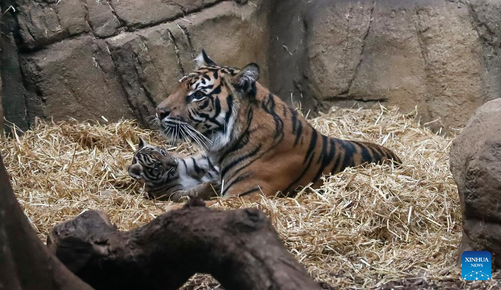 Sumatran tigers born at London Zoo