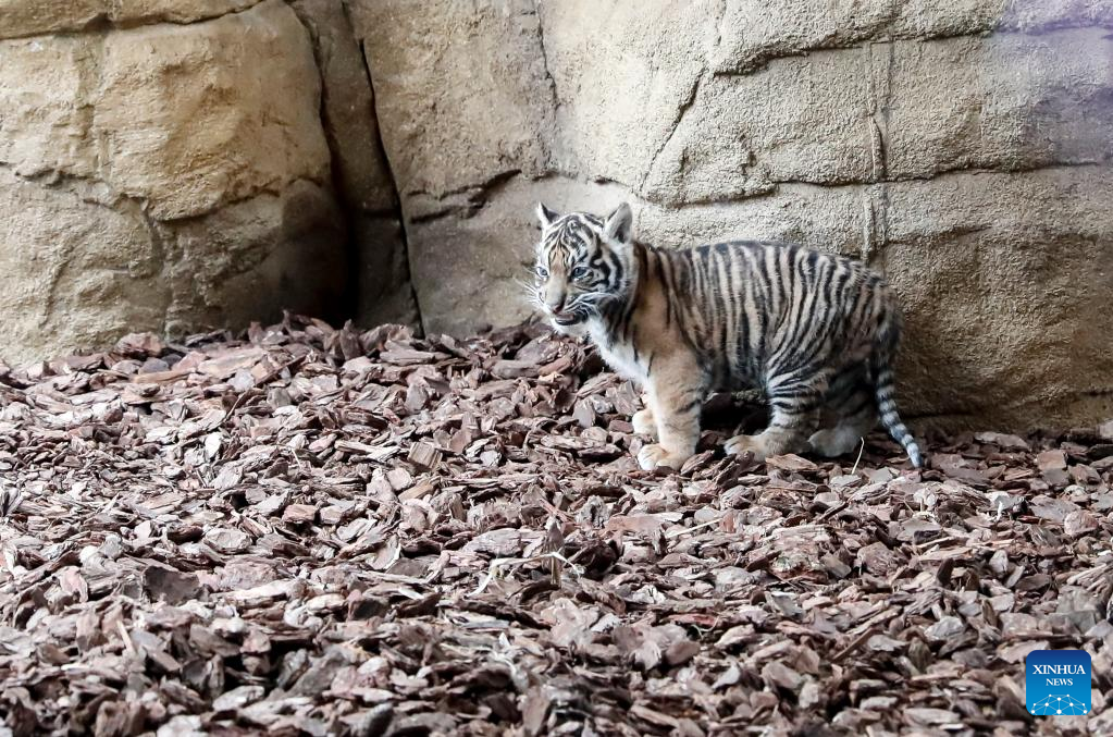 Sumatran tigers born at London Zoo