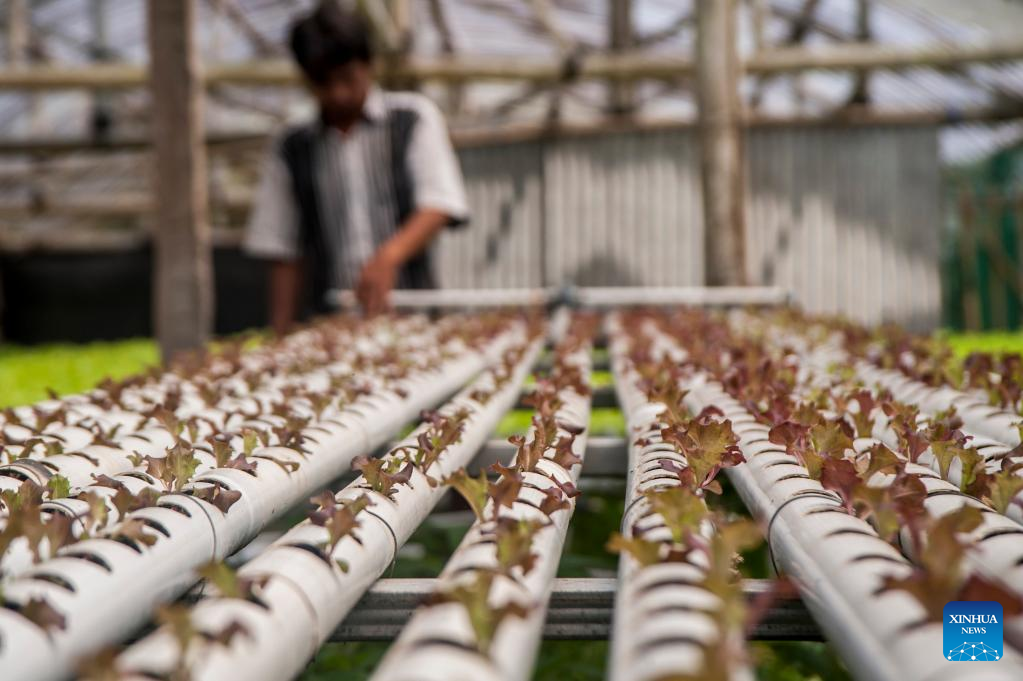 In Pics: Vegetables Hydroponic Farm In Indonesia-Xinhua