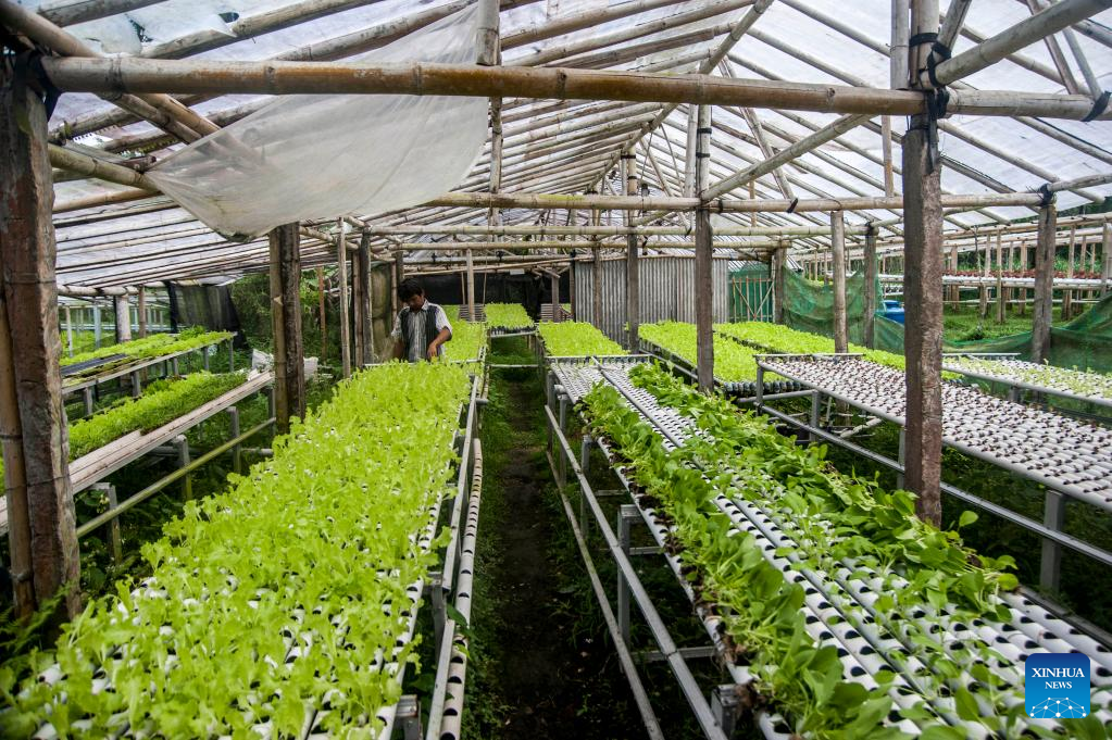 In Pics: Vegetables Hydroponic Farm In Indonesia-Xinhua