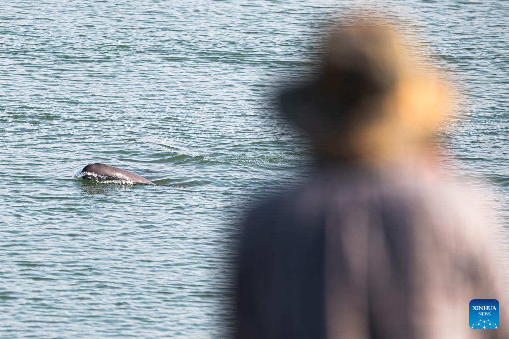 Number of finless porpoises in China exceeds 1,200-Xinhua