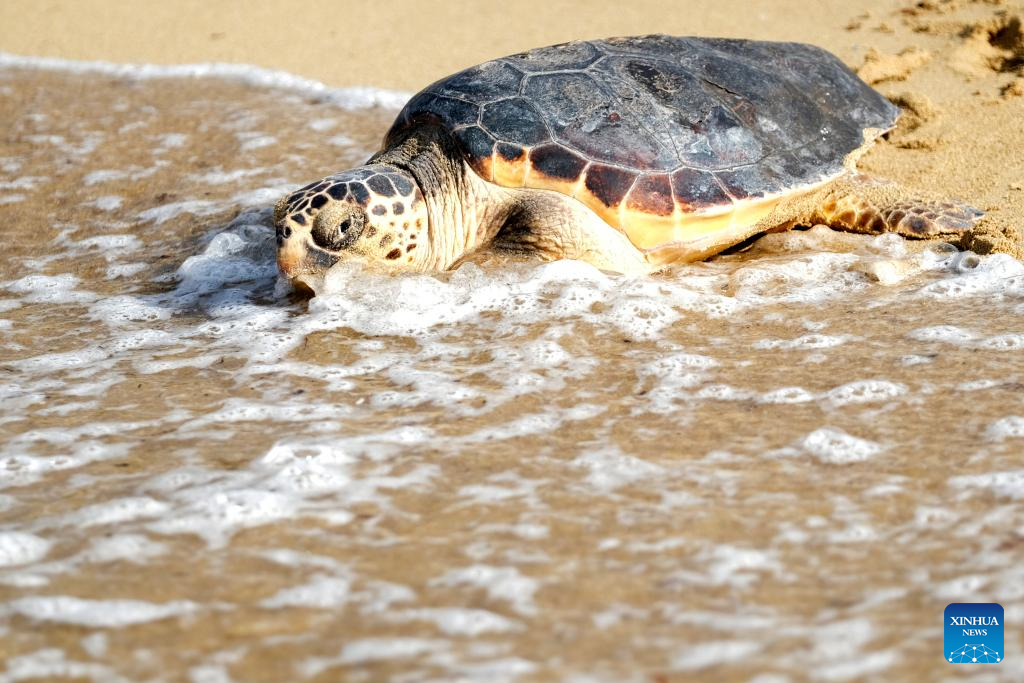Turtles released into sea after rehabilitation by students in Malta-Xinhua