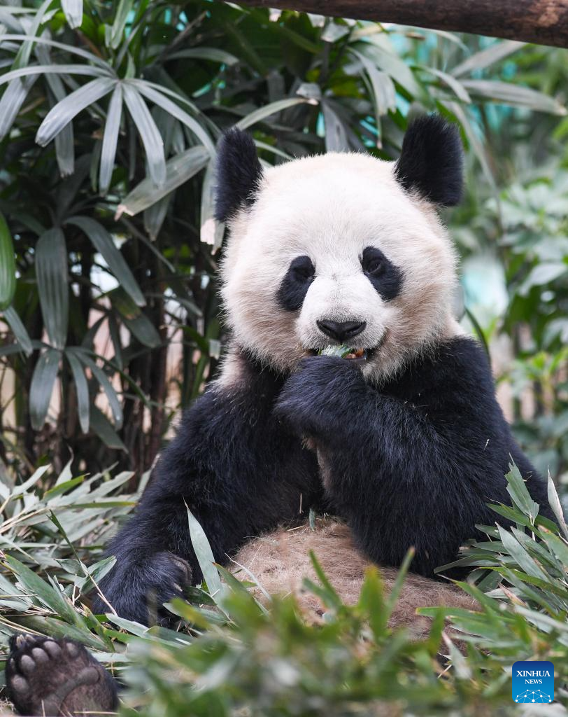 4 giant pandas meet public at Locajoy animal theme park in Chongqing-Xinhua