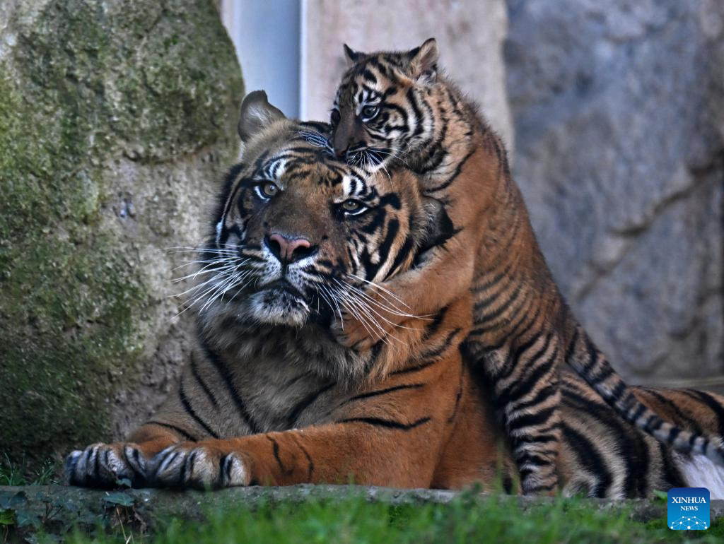 Tiger Rome Three months old female tiger cub makes public debut in Rome-Xinhua