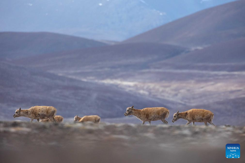 In pics: migration of Tibetan antelope in Xizang-Xinhua