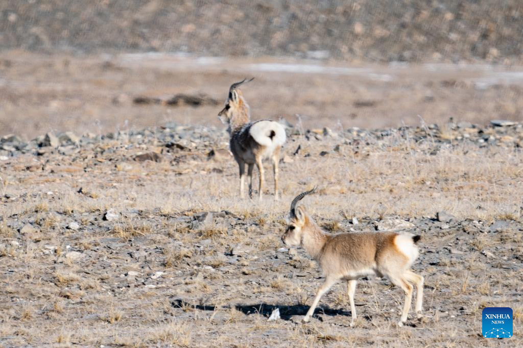 Wildlife in Hoh Xil, NW China-Xinhua