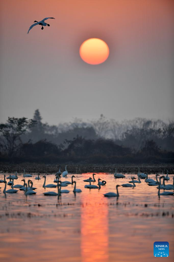 Wintering migrant birds arrive at Dongting Lake wetland in C China-Xinhua