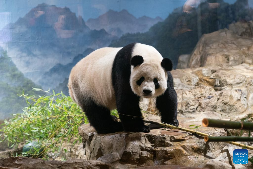 Farewell for giant pandas brings warmth to Washington's autumn