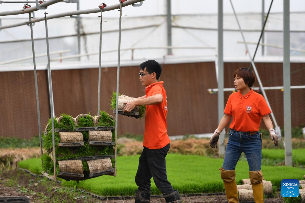 Green rice planting and smart farming propel agricultural development ...