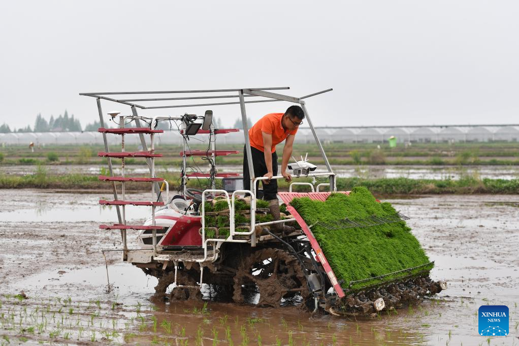 Green rice planting and smart farming propel agricultural development ...