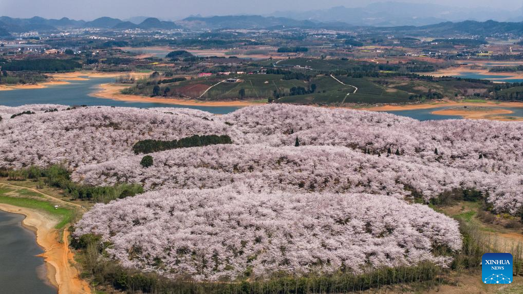 View of cherry blossoms in Gui'an New Area of China's Guizhou -Xinhua